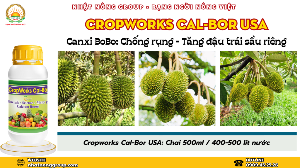 Canxi Bo chống rụng - tăng đậu trái sầu riêng