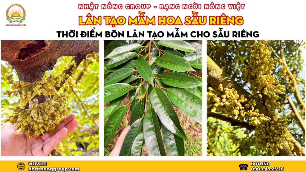 Lân tạo mầm hoa sầu riêng: Thời điểm bón lân tạo mầm cho sầu riêng