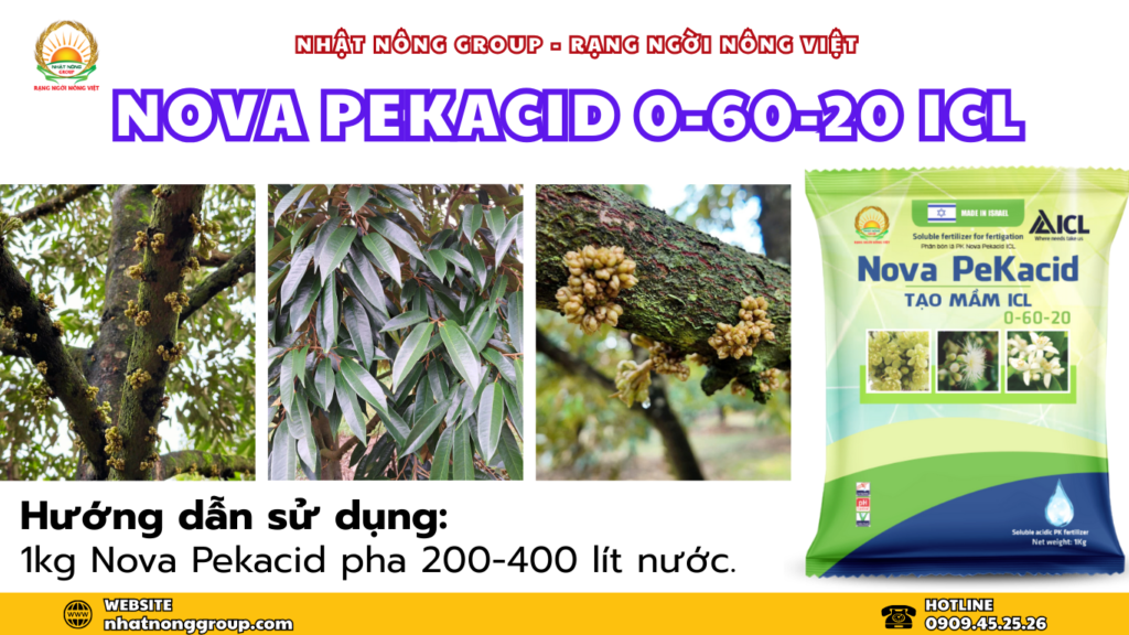 Tạo mầm hoa hiệu quả với Nova Pekacid 0-60-20