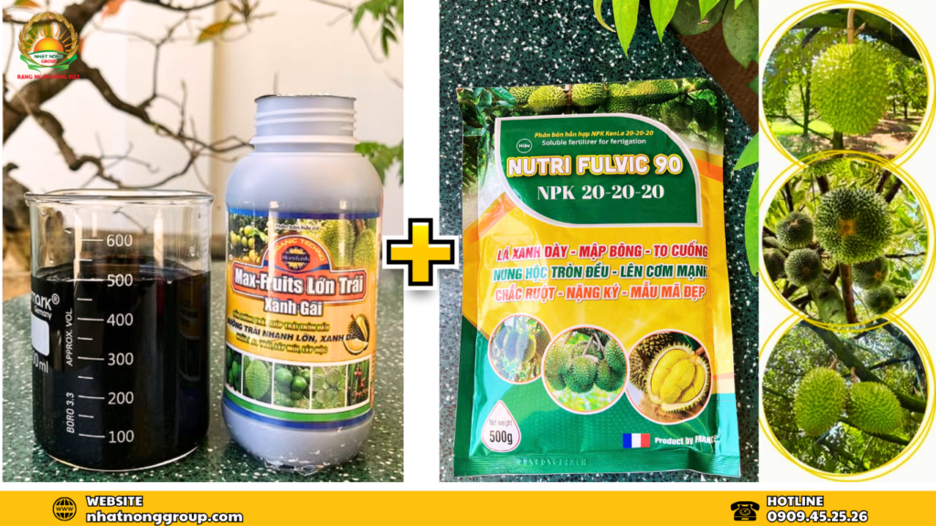 Phun dưỡng trái sầu riêng với bộ đôi Max-fruits vs Nutri Fulvic 90 NPK 20-20-20