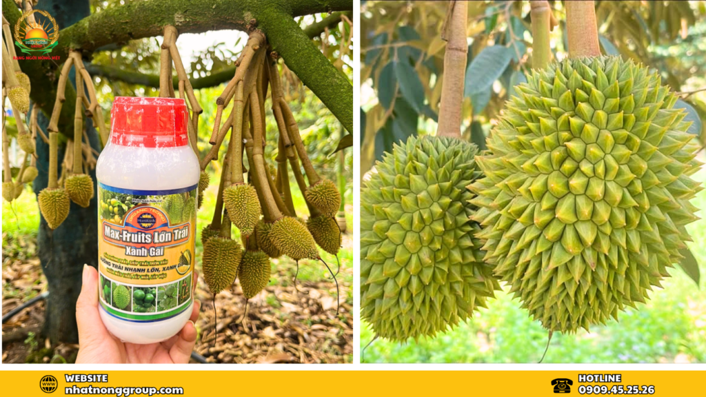 Max-fruits lớn trái xanh gai sầu riêng