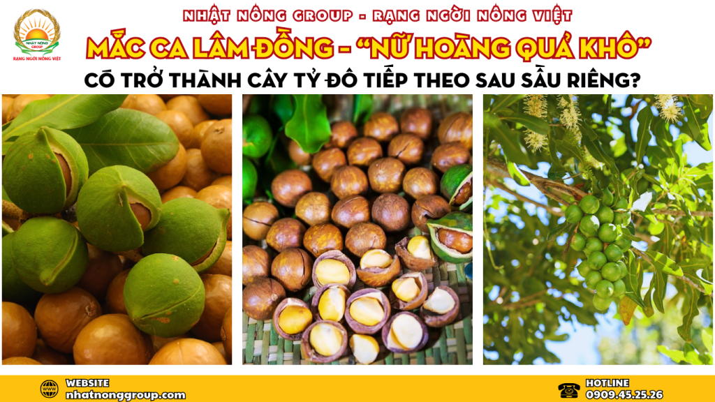 Mắc ca Lâm Đồng – “nữ hoàng quả khô” hướng tới cây tỷ đô sau sầu riêng