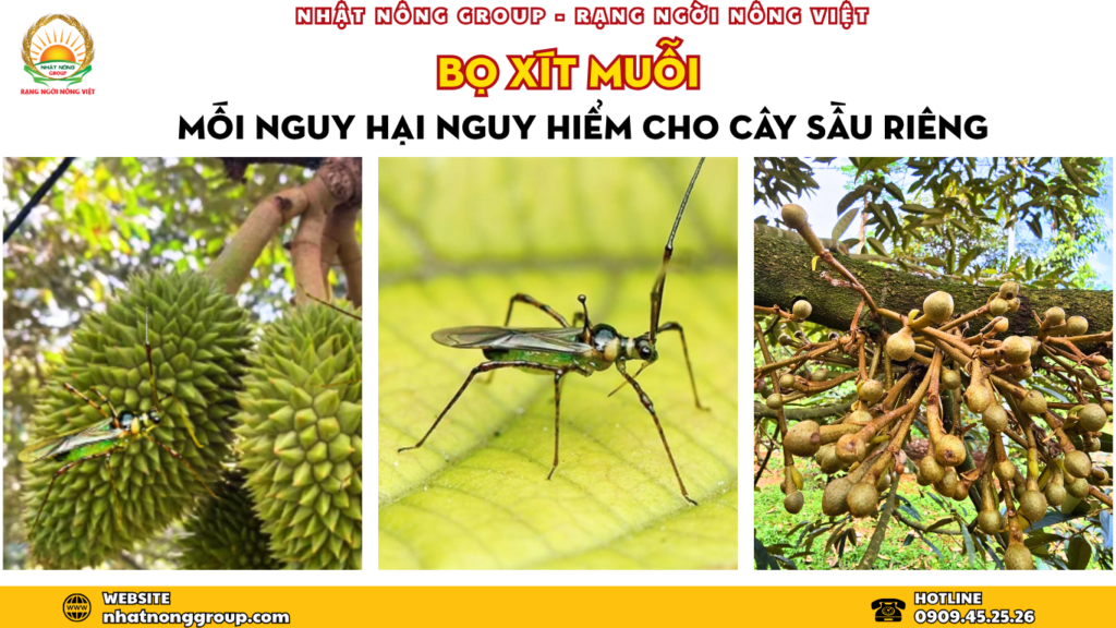 Bọ xít muỗi, mối nguy hại nguy hiểm cho cây sầu riêng