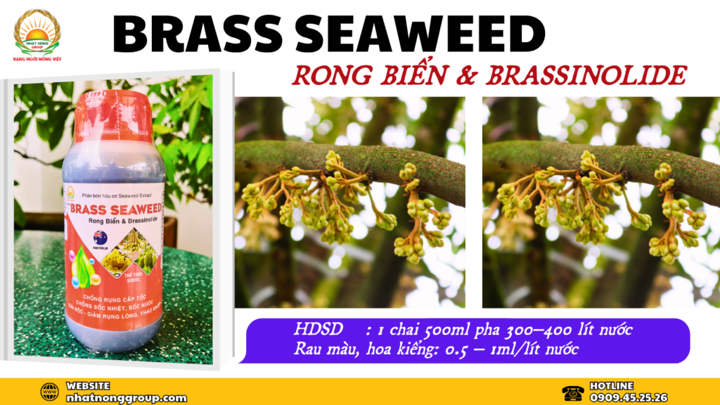 Phân bón Brass Seaweed (rong biển & Brassinoline)