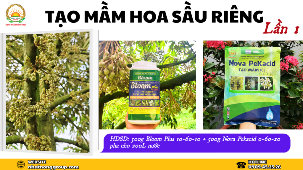 Công thức phun tạo mầm hoa sầu riêng 