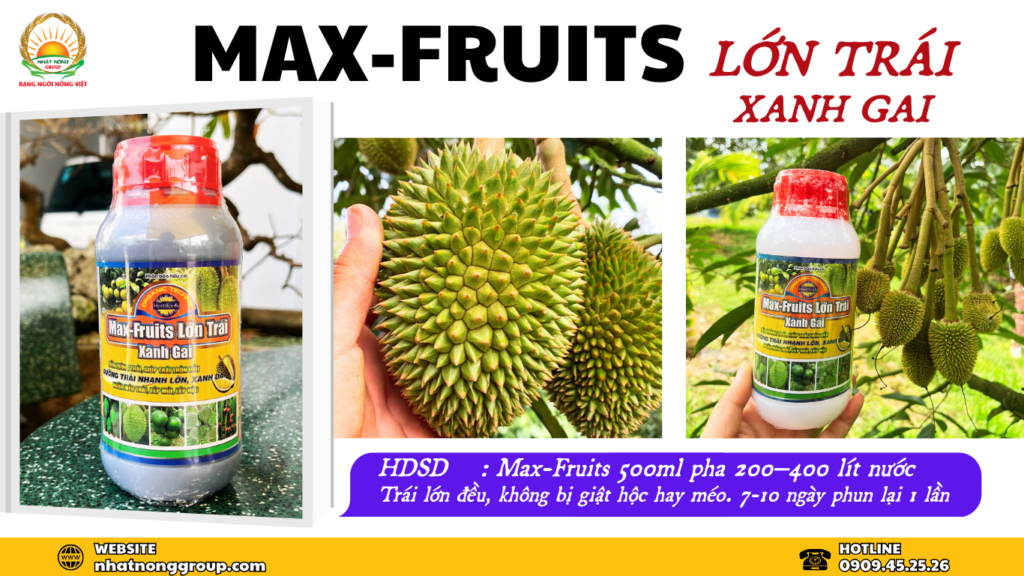 Max-fruits lớn trái xanh gai sầu riêng