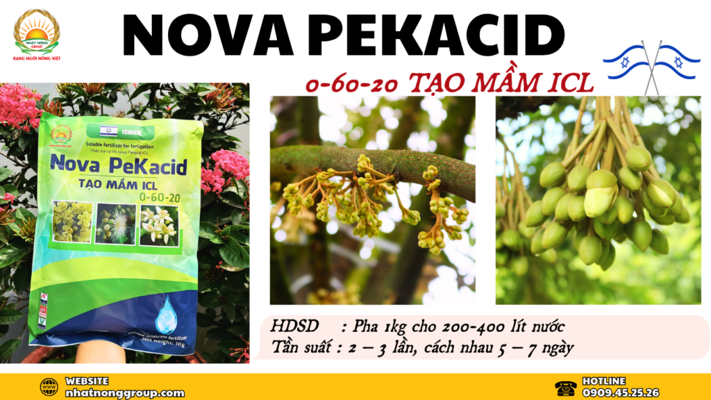 Tạo mầm hoa sầu riêng Nova Pekacid 0-60-20 ICL