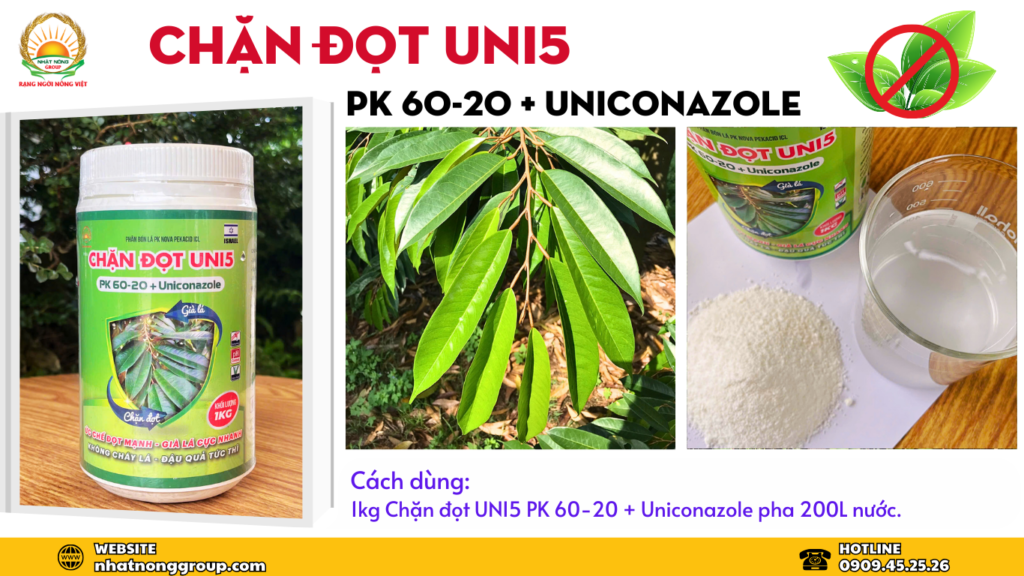 Chặn đọt sầu riêng với Chặn đọt UNI5 PK 60-20 + Uniconazole