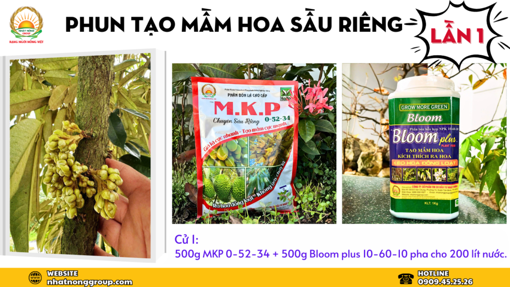 Tạo mầm sầu riêng lần 1