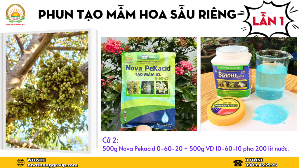 Tạo mầm sầu riêng lần 2