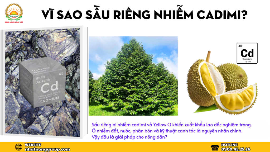 Vì sao sầu riêng nhiễm cadimi?