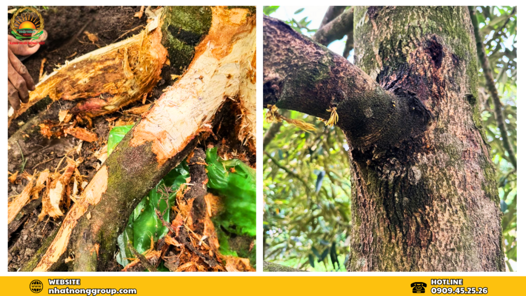 Dấu hiệu nhận biết nứt thân xỉ mủ trên cây sầu riêng
