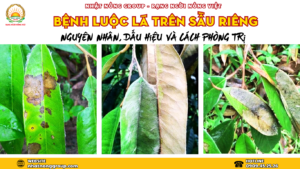 Bệnh luộc lá trên sầu riêng