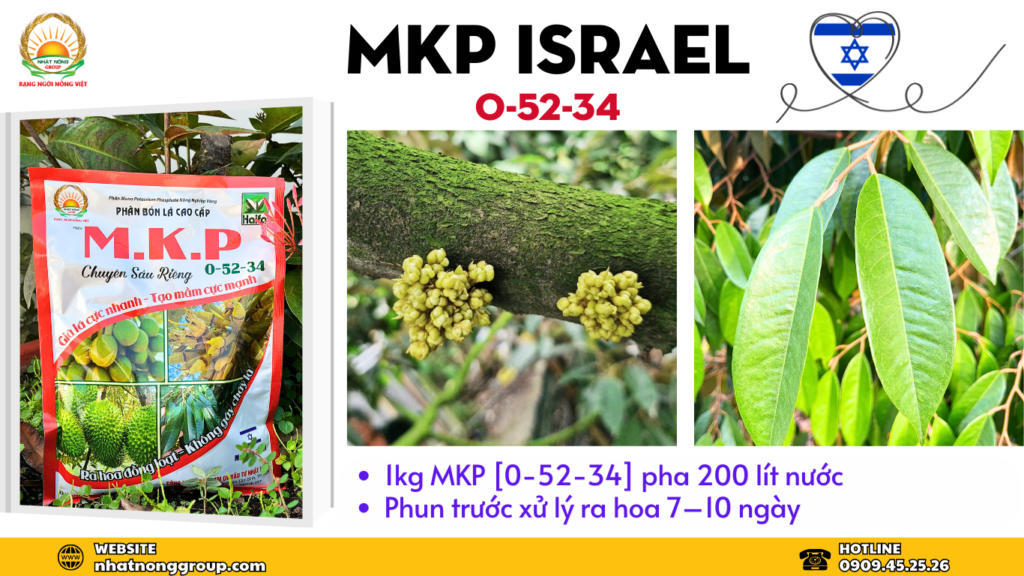 Chặn đọt sầu riêng MKP 0-52-34