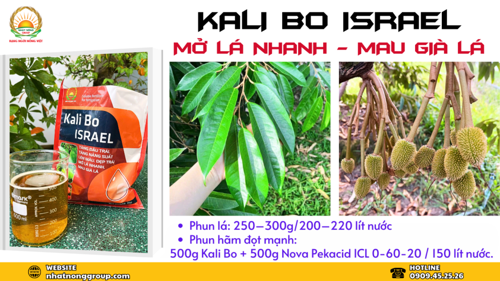 Chặn đọt sầu riêng bằng Kali Bo