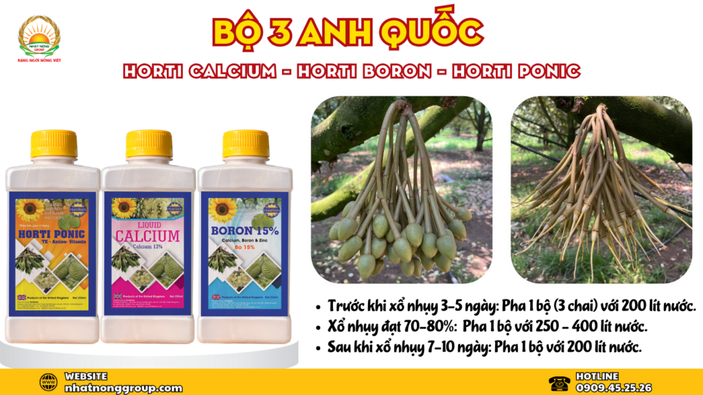 Bộ 3 Anh Quốc chống rụng bông - tăng đậu trái sầu riêng