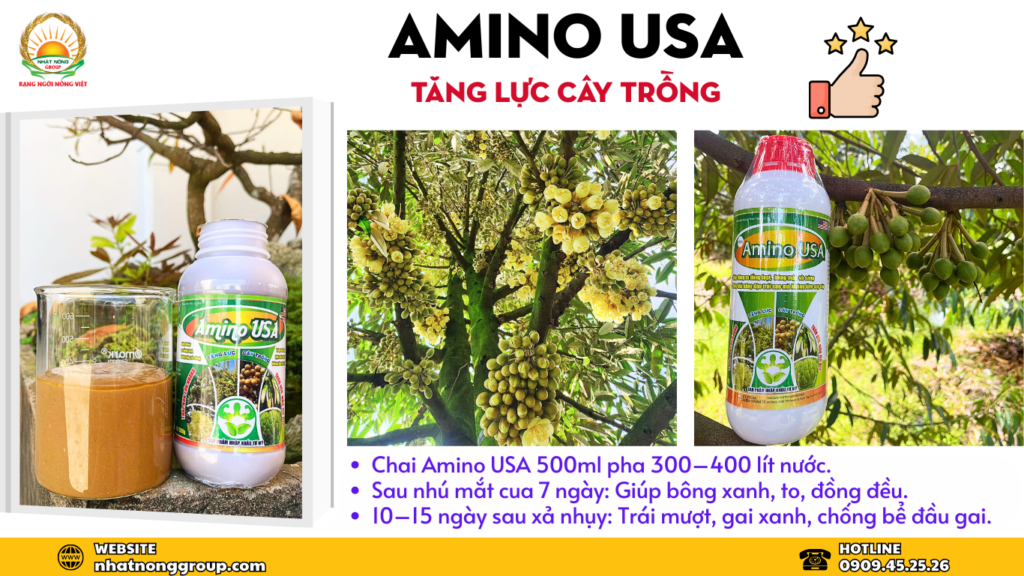 Amino USA dưỡng bông sầu riêng mập, khỏe 