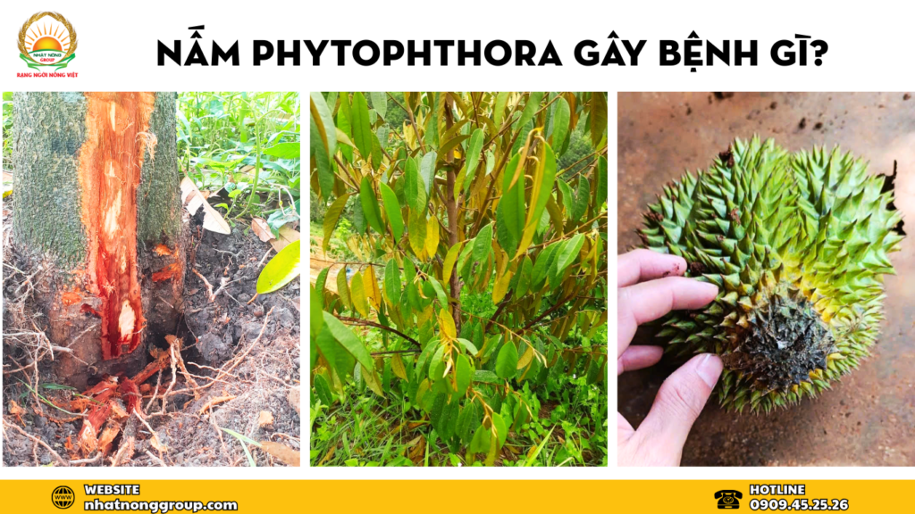nấm phytophthora gây bệnh gì