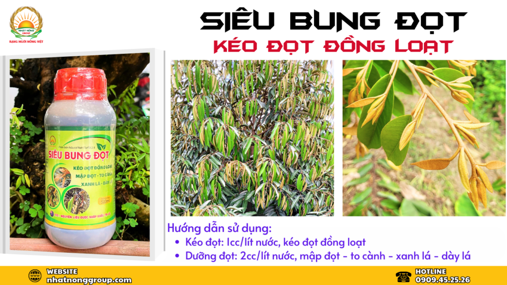 Kéo đọt sầu riêng nhanh nhất