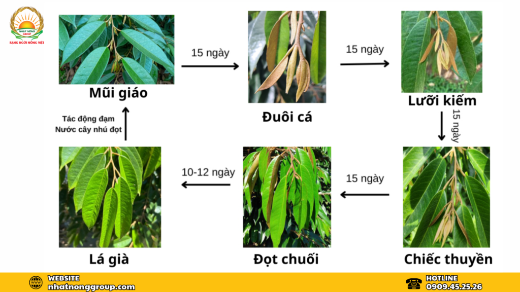 Một cơi đọt sầu riêng bao nhiêu ngày