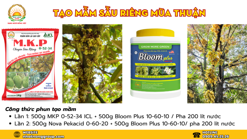 Tạo mầm hoa sầu riêng