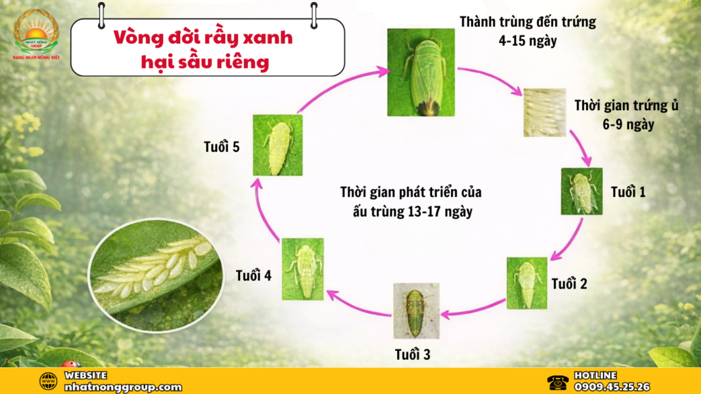 Vòng đời rầy xanh hại sầu riêng