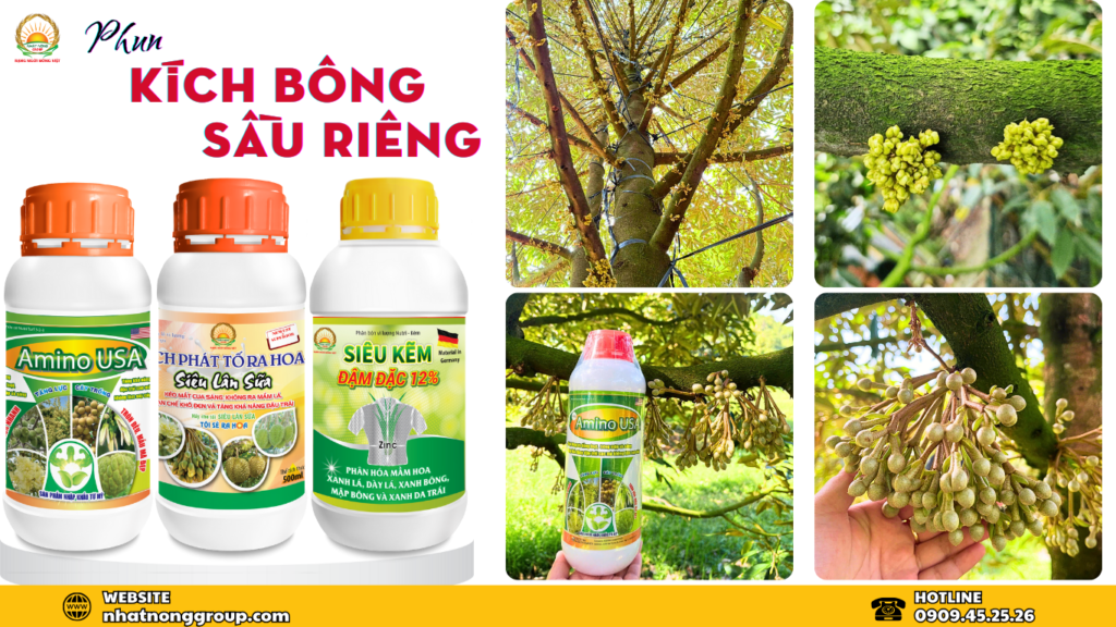 phun kích bông sầu riêng