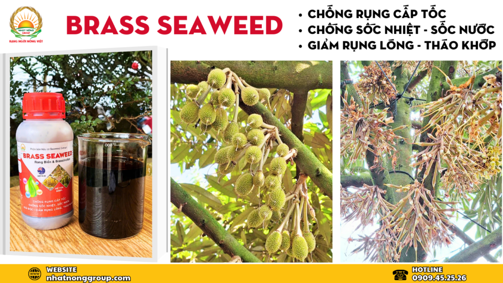 Brass Seaweed chống sốc, hạn chế rụng trái non sầu riêng