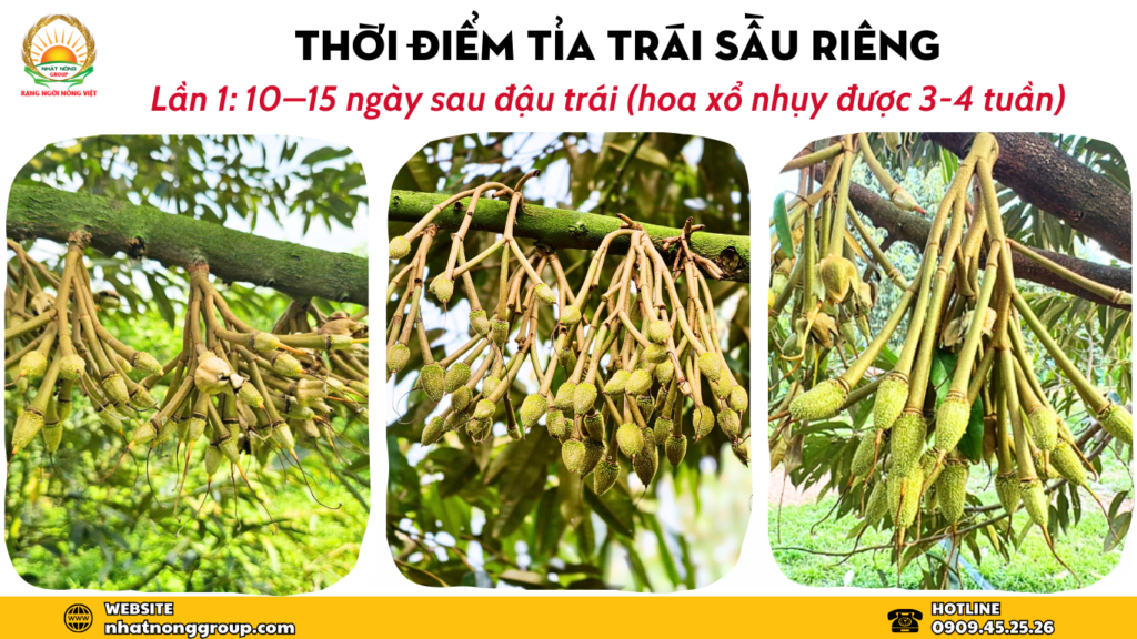 Thời điểm tỉa trái sầu riêng đợt 1