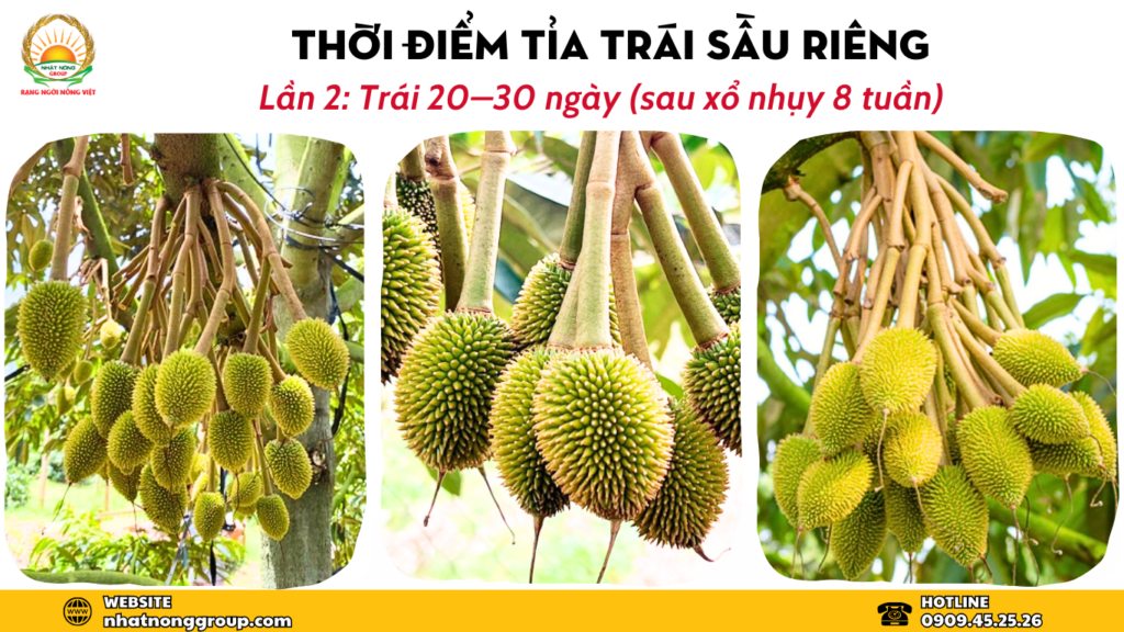 Thời điểm tuyển trái sầu riêng đợt 2