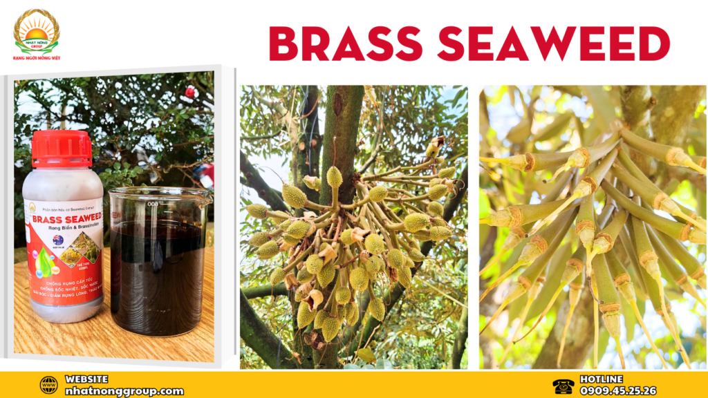 Brass Seaweed điều hòa sinh trưởng chống sốc nước sốc nhiệt