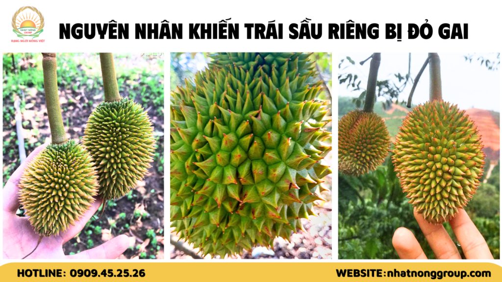 Nguyên nhân khiến trái sầu riêng bị đỏ gai