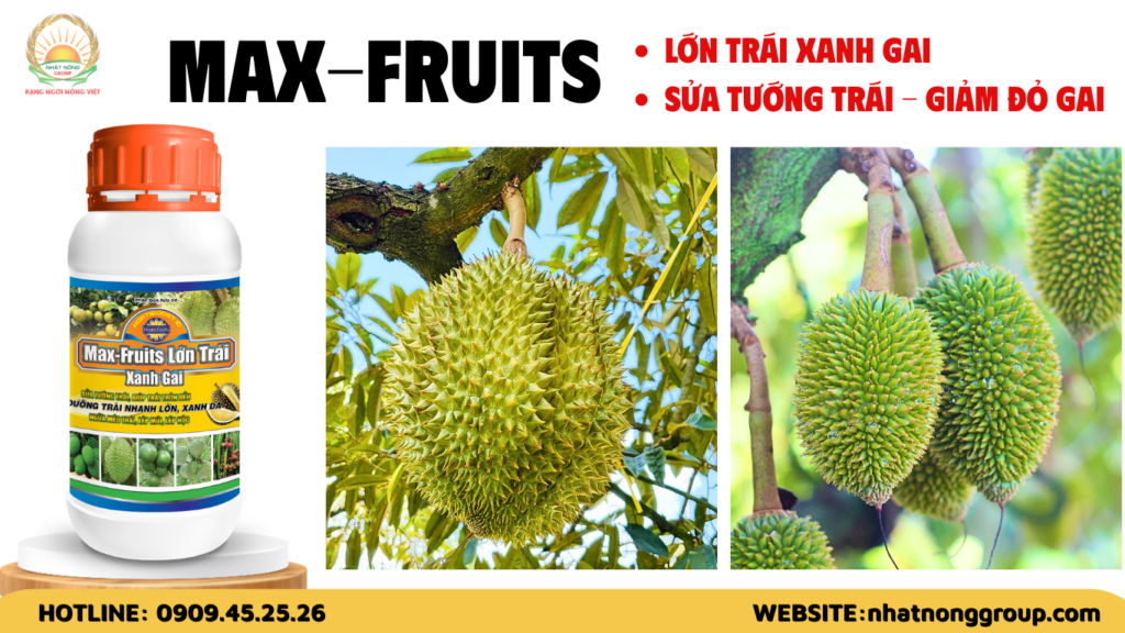 Max-fruits lớn trái xanh gai sầu riêng