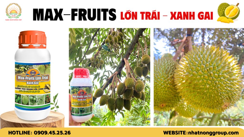 Phun dưỡng trái sầu riêng Max-fruits