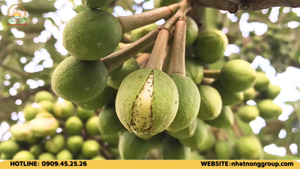 Bọ trĩ bông sầu riêng