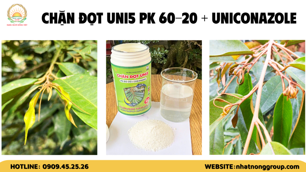 Chặn đọt UNI5 PK 60-20 + Uniconazole