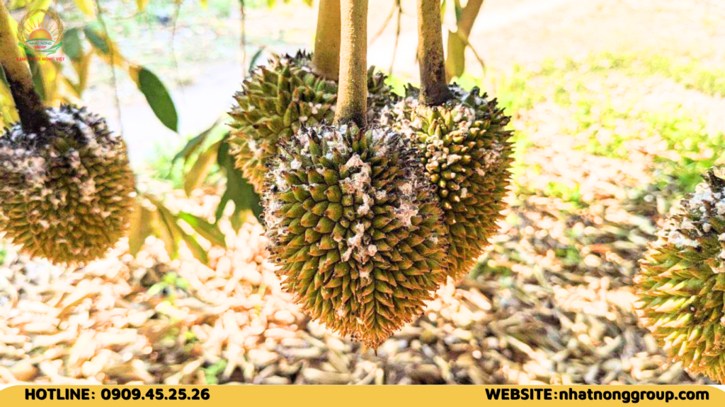 Rệp sáp sầu riêng