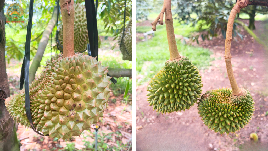 Sầu riêng bị méo trái, giật hộc