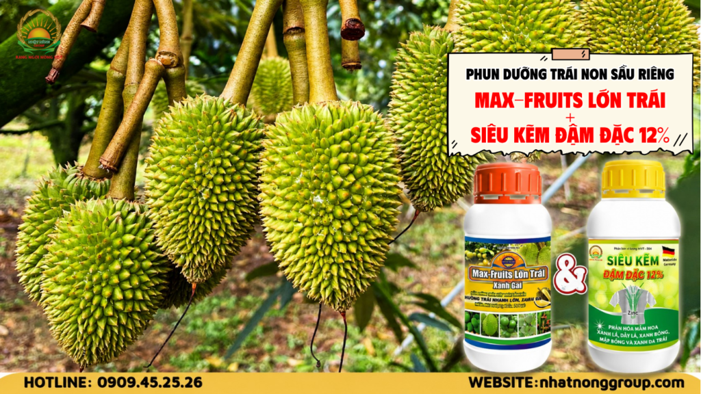Dinh dưỡng nuôi trái sầu riêng