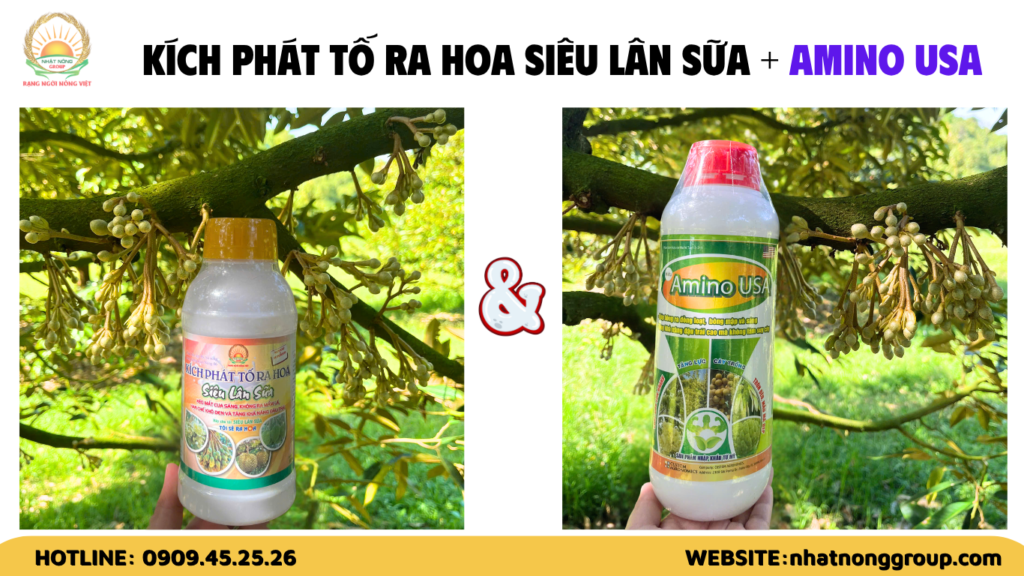 Rước mắt cua, dưỡng bông sầu riêng