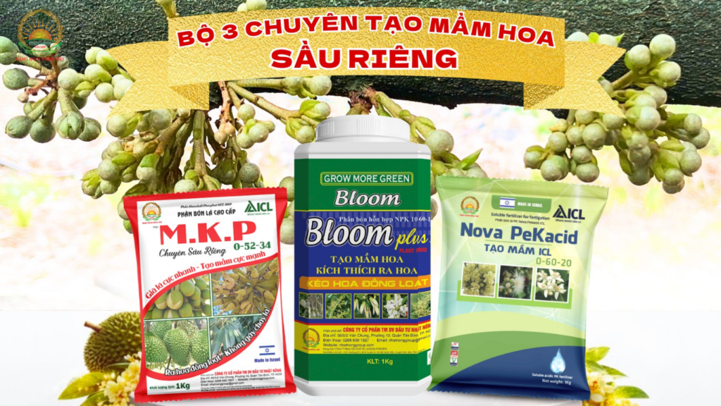 Tạo mầm hoa sầu riêng