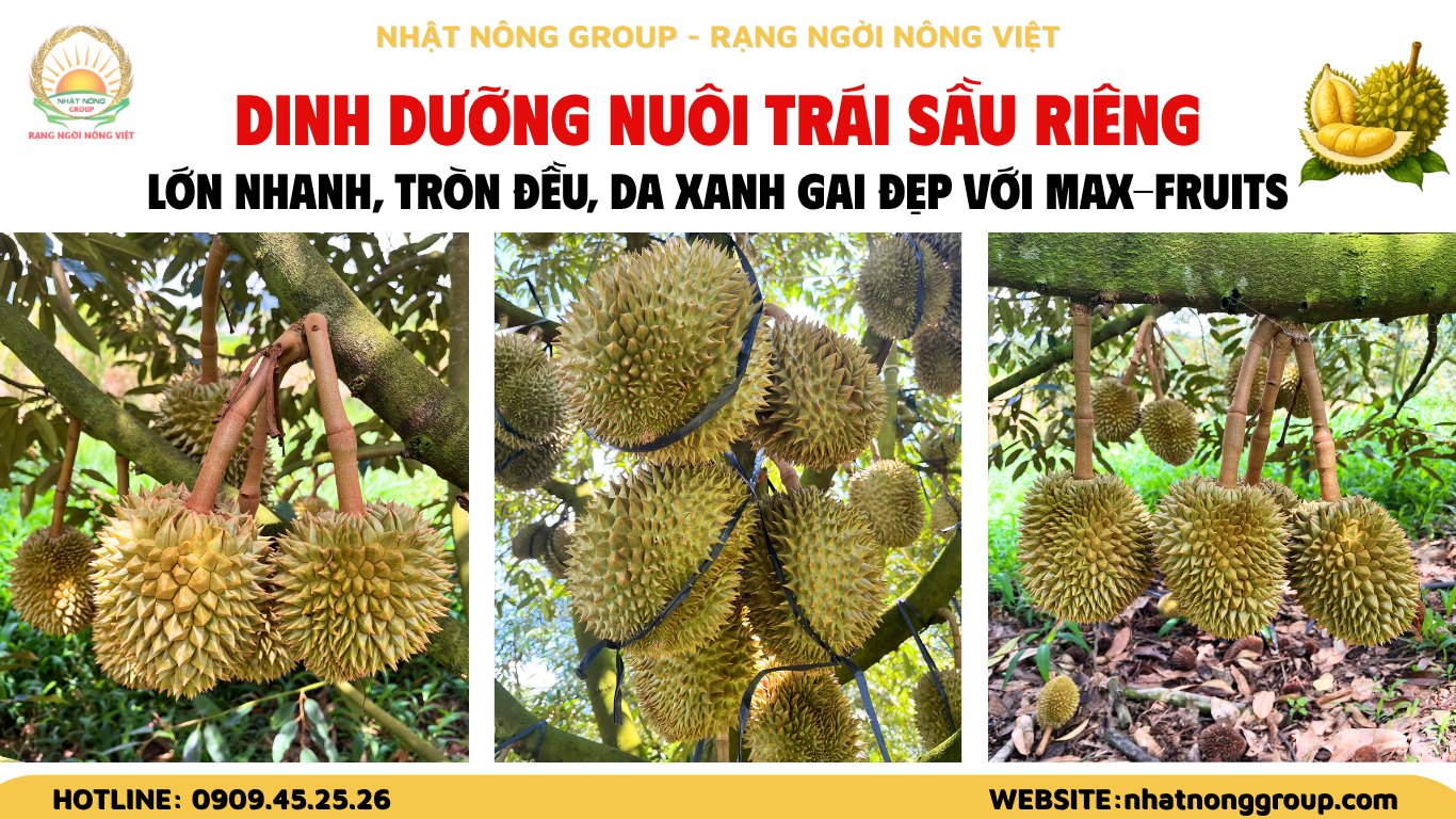 Dinh dưỡng nuôi trái sầu riêng lớn nhanh, tròn đều, da xanh gai đẹp với ...