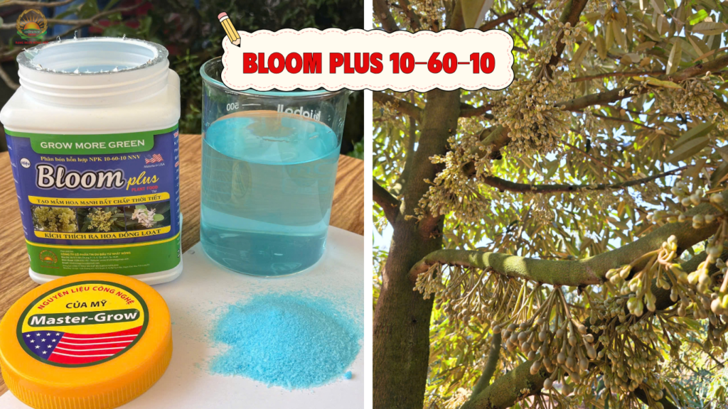 tạo mầm hoa sầu riêng Bloom plus 10-60-10